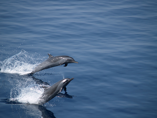 Delfinerne leger på siden af skibet.