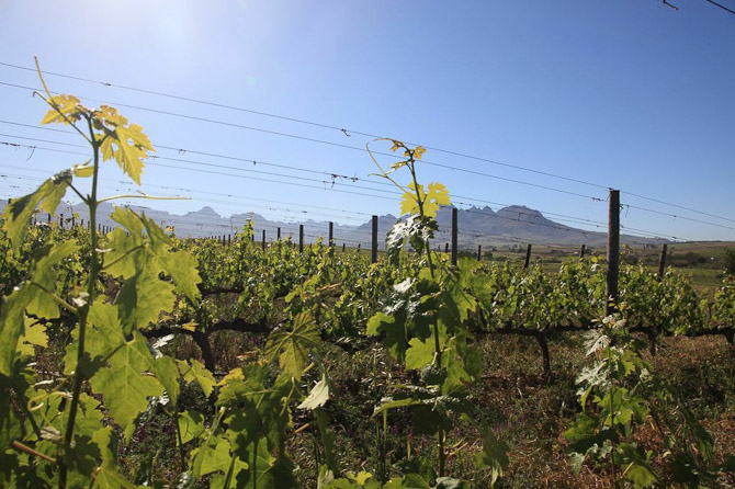 En vinmark i Sydafrika - en Spier vinmark i øvrigt 